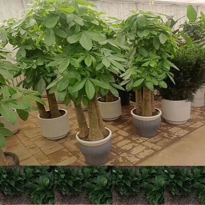 丹东市花卉盆栽店植物招发财树32振兴东港凤城宽甸县元宝天堂鸟