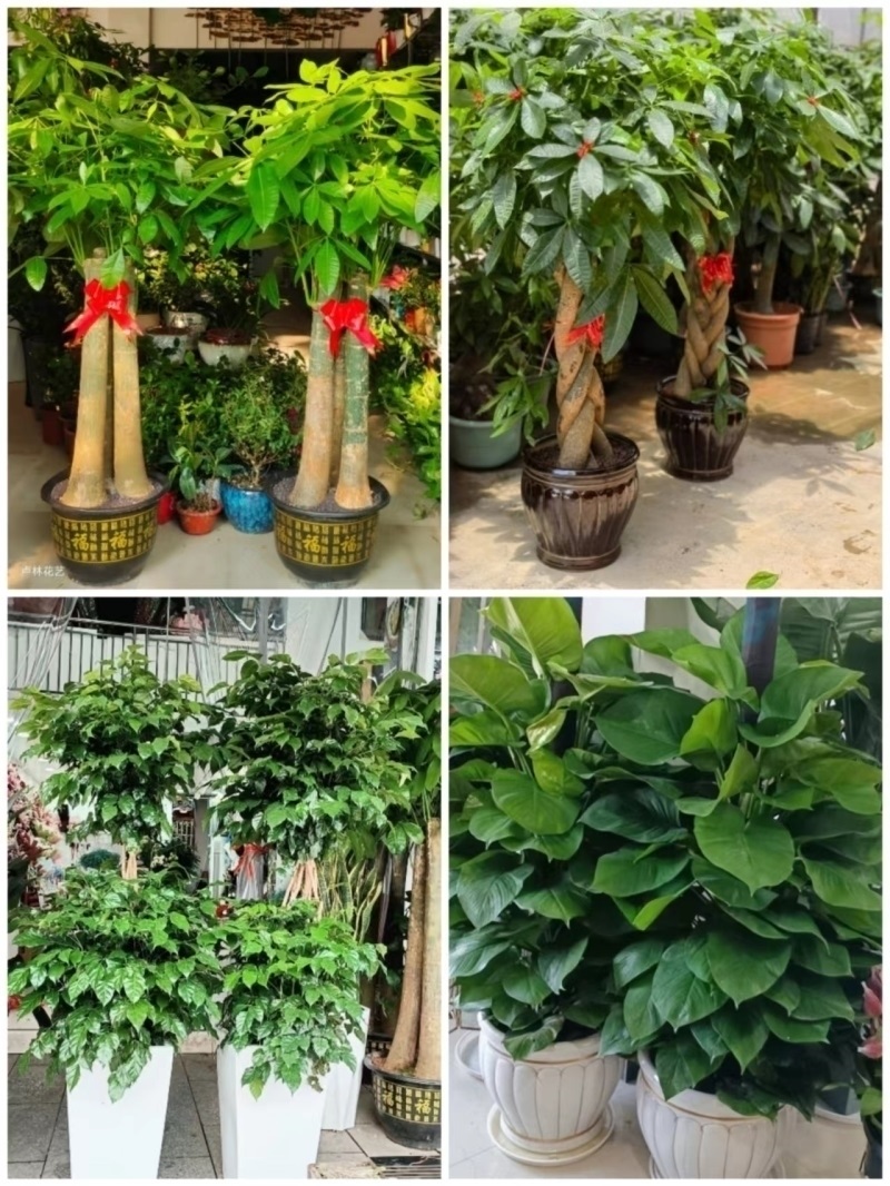平顶山市花卉盆栽店绿萝植物发财金钱树63宝丰叶鲁山郏县汝州舞钢