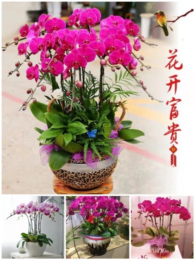 合肥市开花卉店春节日元宵送礼蝴蝶大惠兰北美冬青茶花91庐阳区