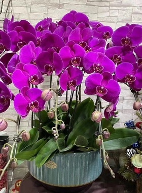 安庆市鲜花卉店生日送礼蝴蝶兰水果篮宜秀区桐城宿松县望江岳西乔