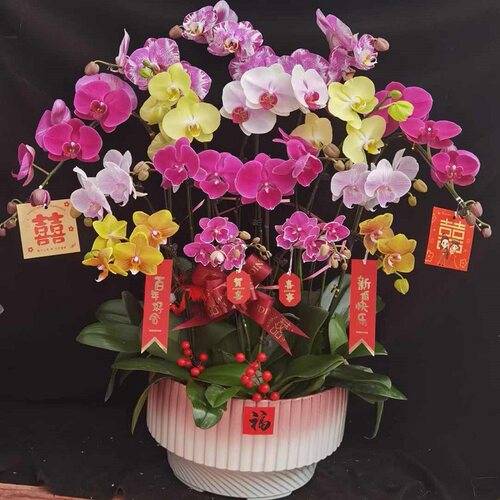 广安市鲜花卉店送蝴蝶兰水果篮广安区岳池武胜邻水县华蓥过年花1