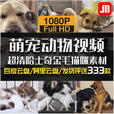 超清猫狗宠物视频可爱哈士奇金毛犬猫咪萌宠出道解说冶愈配音素材