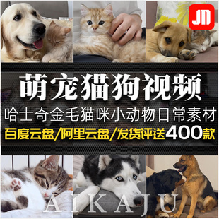 超清猫狗宠物视频可爱哈士奇金毛犬猫咪萌宠出道解说冶愈配音素材