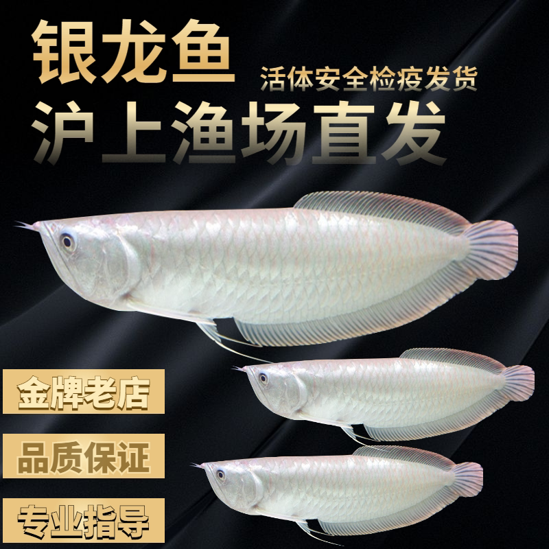 大型热带鱼观赏鱼福音龙鱼活体鱼银龙鱼苗淡水热带鱼活体鱼