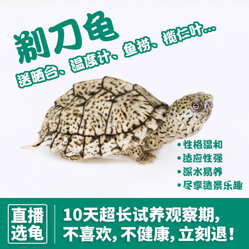 剃刀龟蛋龟稀有巨头小乌龟活物宠物龟深水龟苗稀有网红麝香龟窄桥
