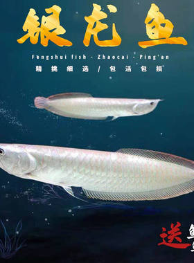 银龙鱼活体鱼苗热带观赏鱼红黄鹦鹉地图发财龙鱼招财猫鱼套餐包邮