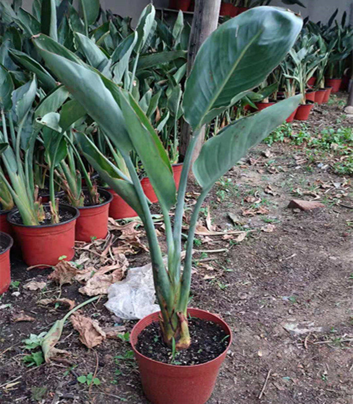 鹤望兰天堂鸟开花进口荷兰品种阳台客厅办公室大型观赏花叶绿植