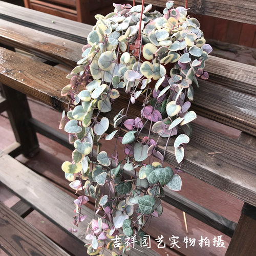 多肉植物爱之蔓锦爱心吊兰一串心