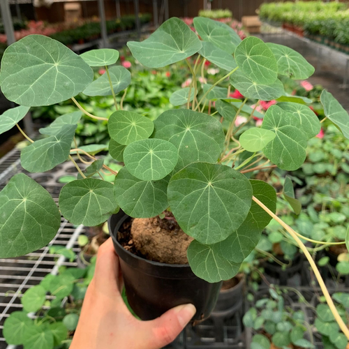 山乌龟桌面爬藤耐阴好养奇趣植物