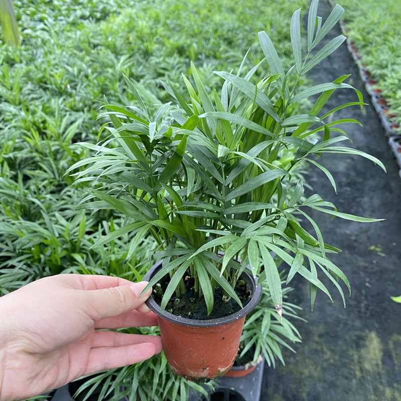 小椰子树盆栽客厅办公桌秀珍椰子树植物清新空气常绿植物美观好养