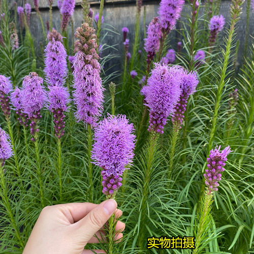 进口蛇鞭菊种植宿根好养盆栽大苗