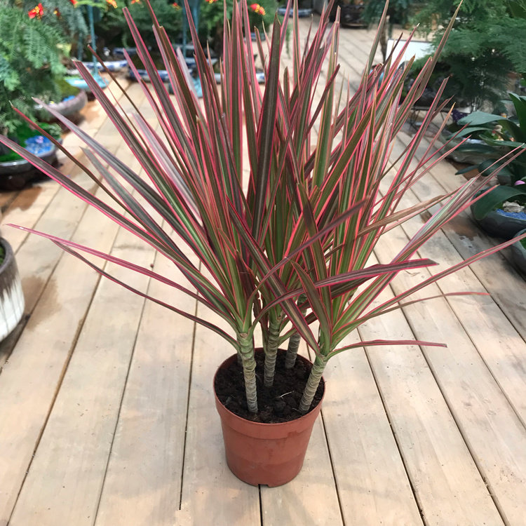 室内观叶绿植三色铁盆栽三色龙血树五彩千年木四季常青好看好养