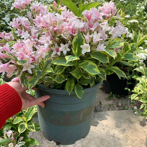 花叶锦带庭院多年生观叶观花灌木