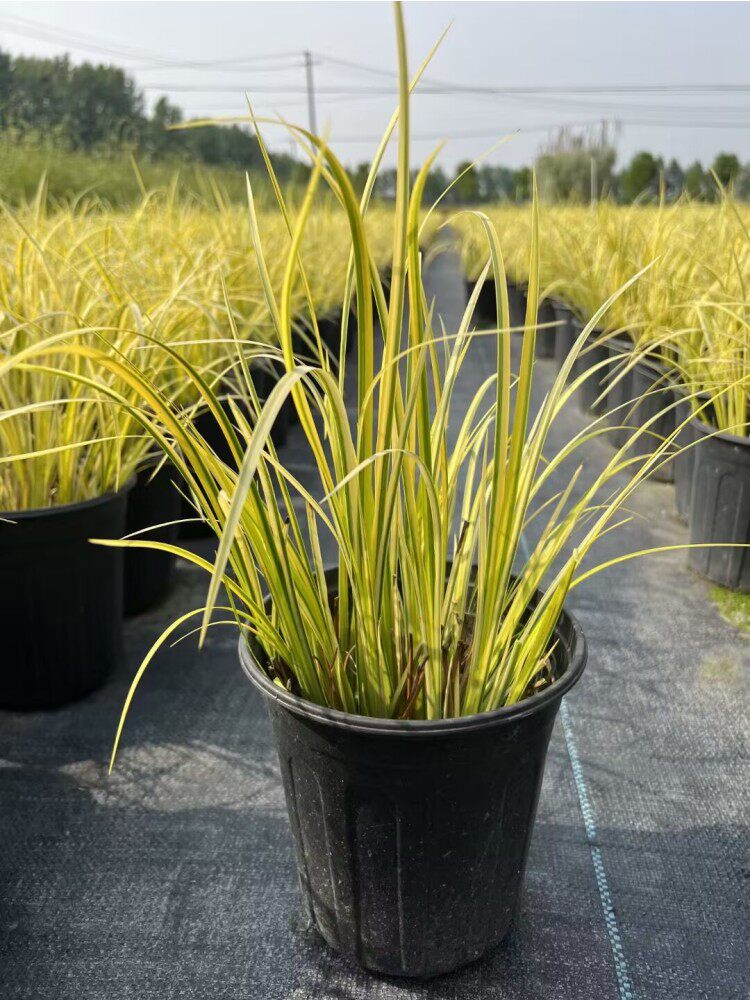 金叶石菖蒲盆栽银叶菖蒲大苗阳台庭院耐热寒花镜绿植常绿好养包邮