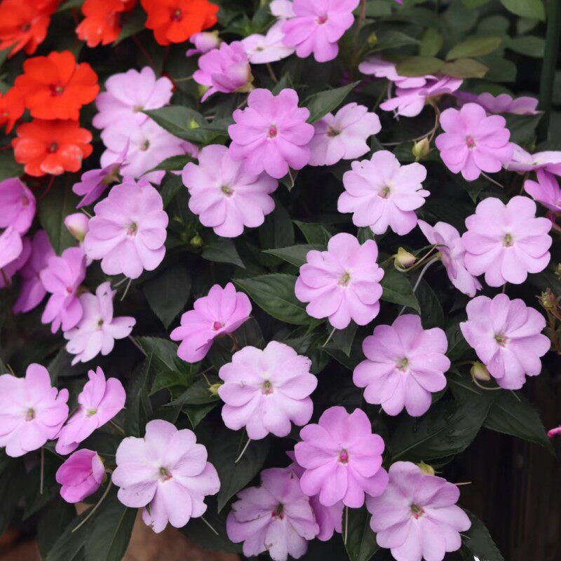 桑蓓斯凤仙花盆栽带花苞四季开花耐热耐雨淋庭院阳台花卉包邮