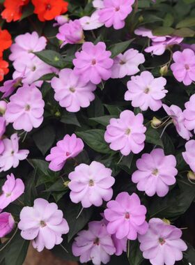 桑蓓斯凤仙花盆栽带花苞花多好养