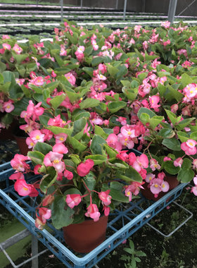四季海棠盆栽庭院阳台种植花期久