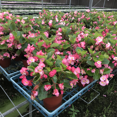 四季海棠盆栽庭院阳台种植花期久