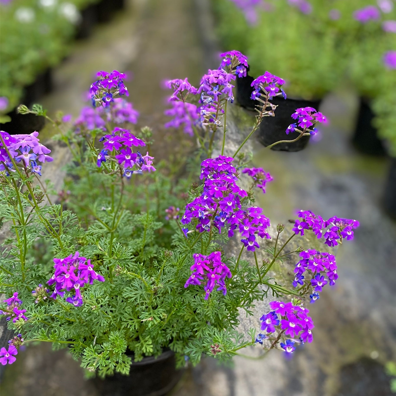 进口细叶美女樱盆栽庭院花园花镜种植多年生宿根地被植物耐热包邮 上海吉祥园艺 淘优券