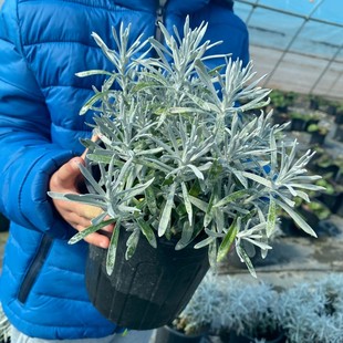 冰锥蜡菊盆栽天山蜡菊庭院花园银色系植物耐寒好养美观易成活包邮