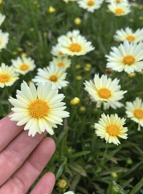 金鸡菊盆栽庭院阳台耐热花卉