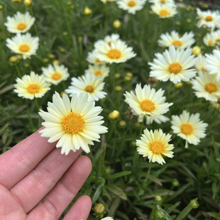 金鸡菊小闹钟盆栽庭院阳台多年生观花植物耐热耐晒花期久美观包邮