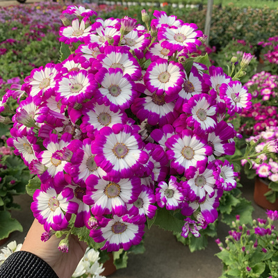 瓜叶菊盆栽富贵菊室内阳台观花植物耐寒颜色艳丽花期久包邮