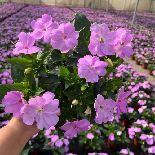 五彩庭院阳台耐热凤仙花2盆包邮