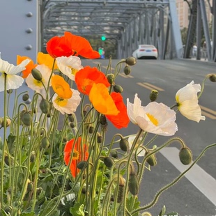 冰岛虞美人盆栽春季草花带花苞阳台庭院花园种植美观花期久包邮