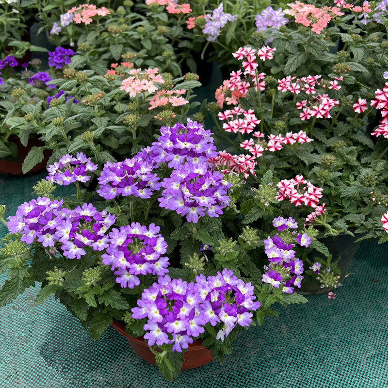 美女樱盆栽带花 阳台庭院观花植物多季持续开花易爆盆易成活包邮