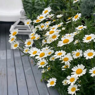 大滨菊盆栽麦当娜 西洋滨菊庭院多年生花镜植物美观野趣易成活