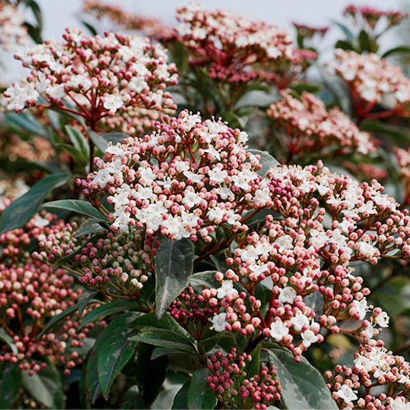 吉祥园艺地中海荚蒾盆栽 多年生常绿灌木庭院花园花镜种植花期久
