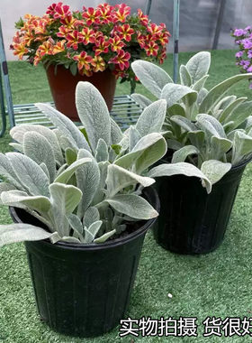 棉毛水苏花园地被植物