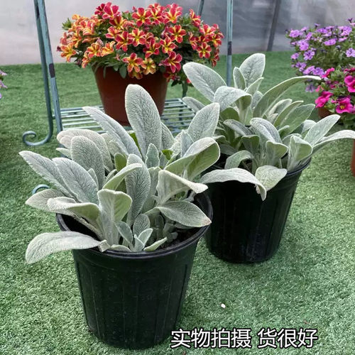 棉毛水苏花园地被植物