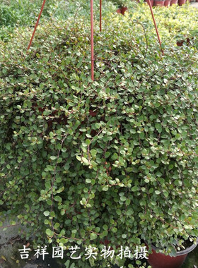 千叶兰盆栽庭院室内绿色垂吊植物美观净化空气四季常绿好养包邮