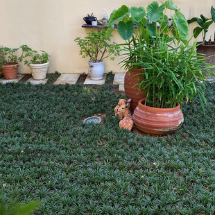 日本矮麦冬苗玉龙草 室外花园庭院绿化草坪种植耐阴耐晒四季常青