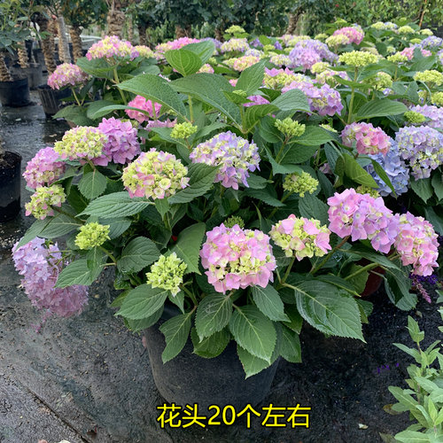 大花绣球花期久耐热多年生好养