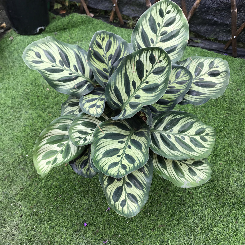 孔雀竹芋花苗 室内观叶绿植盆栽叶子很美耐热好养2盆包邮