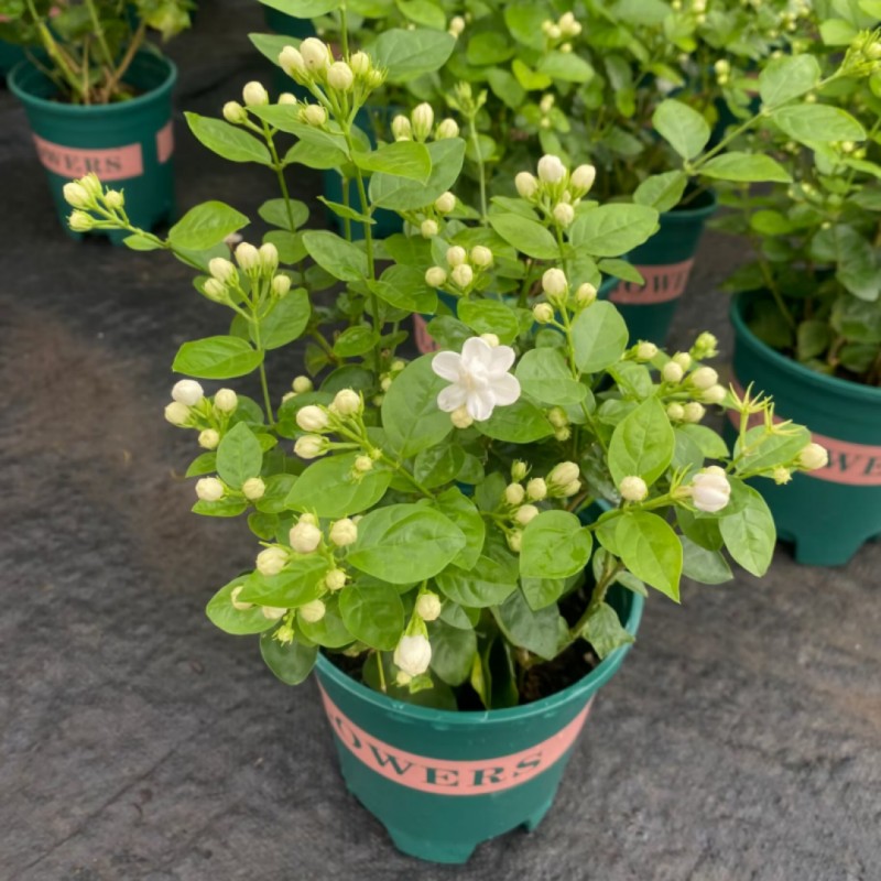 茉莉花盆栽花苗 重瓣虎头茉莉大苗室内外四季常青芳香花卉2盆包邮