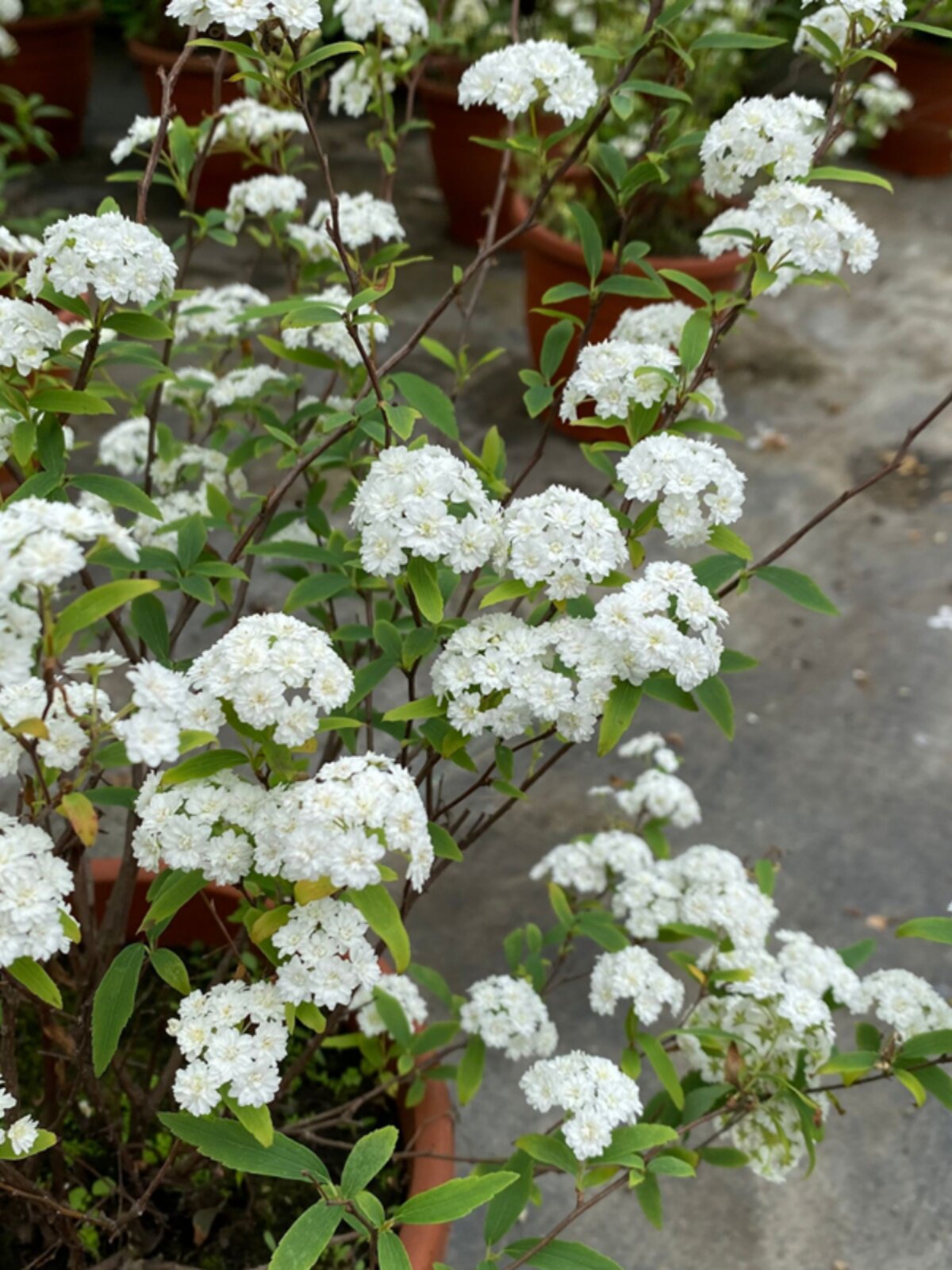 叶绣菊线盆栽小手球庭院多年生灌木菱植物花景镜造耐寒耐热花jvv