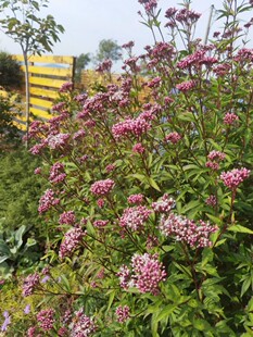 大麻叶泽兰盆栽 叶佩兰花苗庭院阳台花镜种植多年生宿根植物包邮