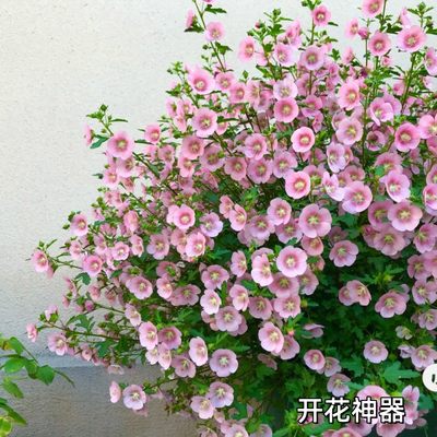 大苗多年生四季木本花卉2盆包邮