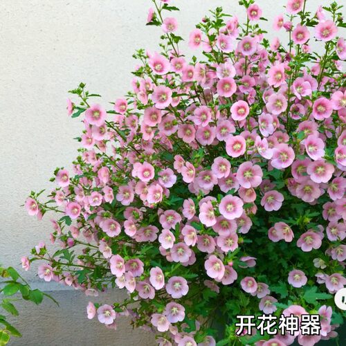 大苗多年生四季木本花卉