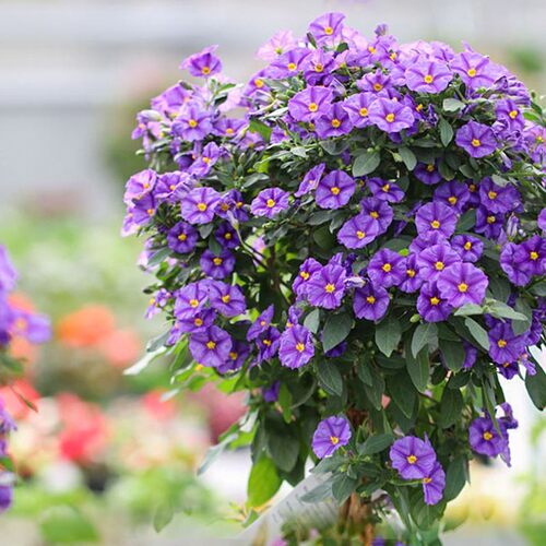 花苗盆栽阳台庭院花园开花耐寒