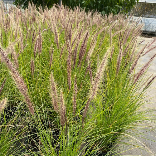 羽绒狼尾草庭院多年生观赏草
