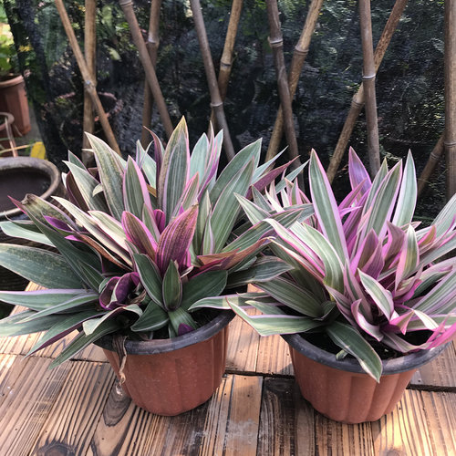 兰花盆栽多年生观叶植物