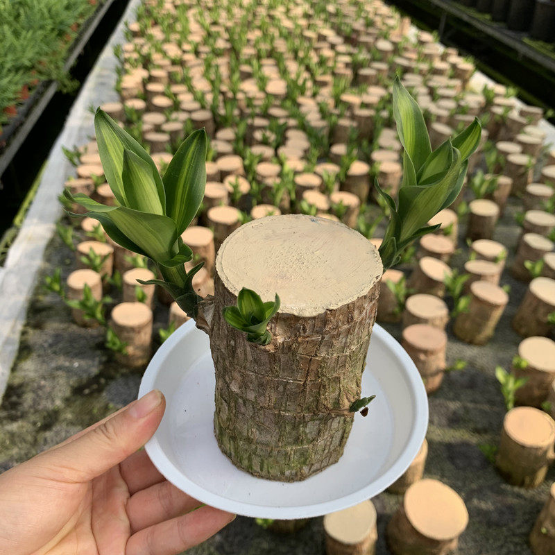 巴西木幸运木盆栽网红格鲁特室内桌面奇趣绿植水培植物防辐射包邮