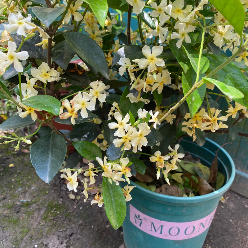 风车茉莉盆栽黄色花庭院阳台多年生爬藤观花植物四季常青花期久