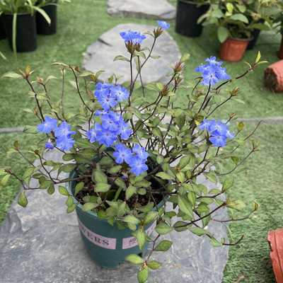 岷江蓝雪花盆栽庭院多年生花卉