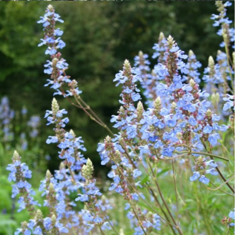 天蓝鼠尾草盆栽苗庭院花镜种植图片